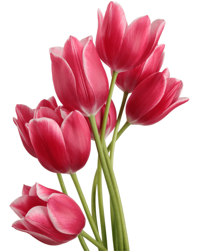 tulip